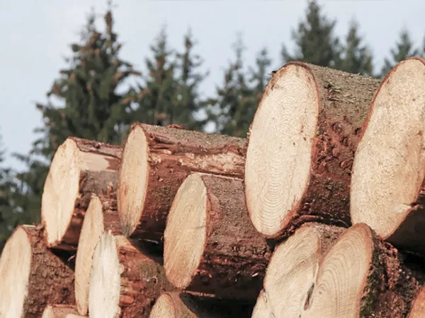 Stacked timber logs — the raw material behind Wanchang solid-wood frames